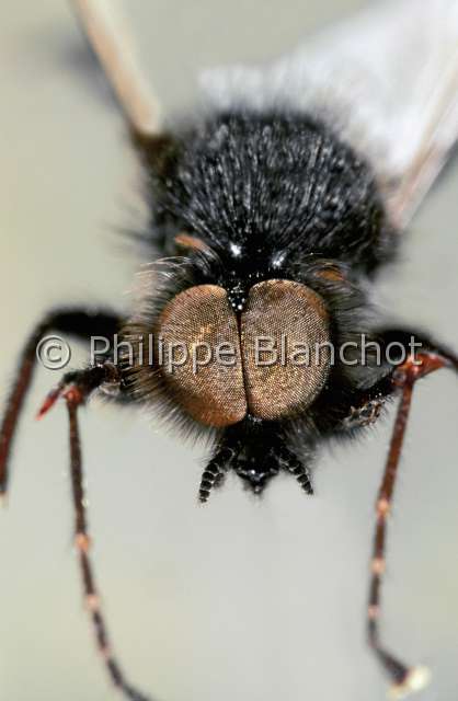 Bibio marci.JPG - in "Portraits d'insectes" ed. SeuilBibio marciMouche de la Saint Marc  maleMarch flyDipteraBibionidaeFrance